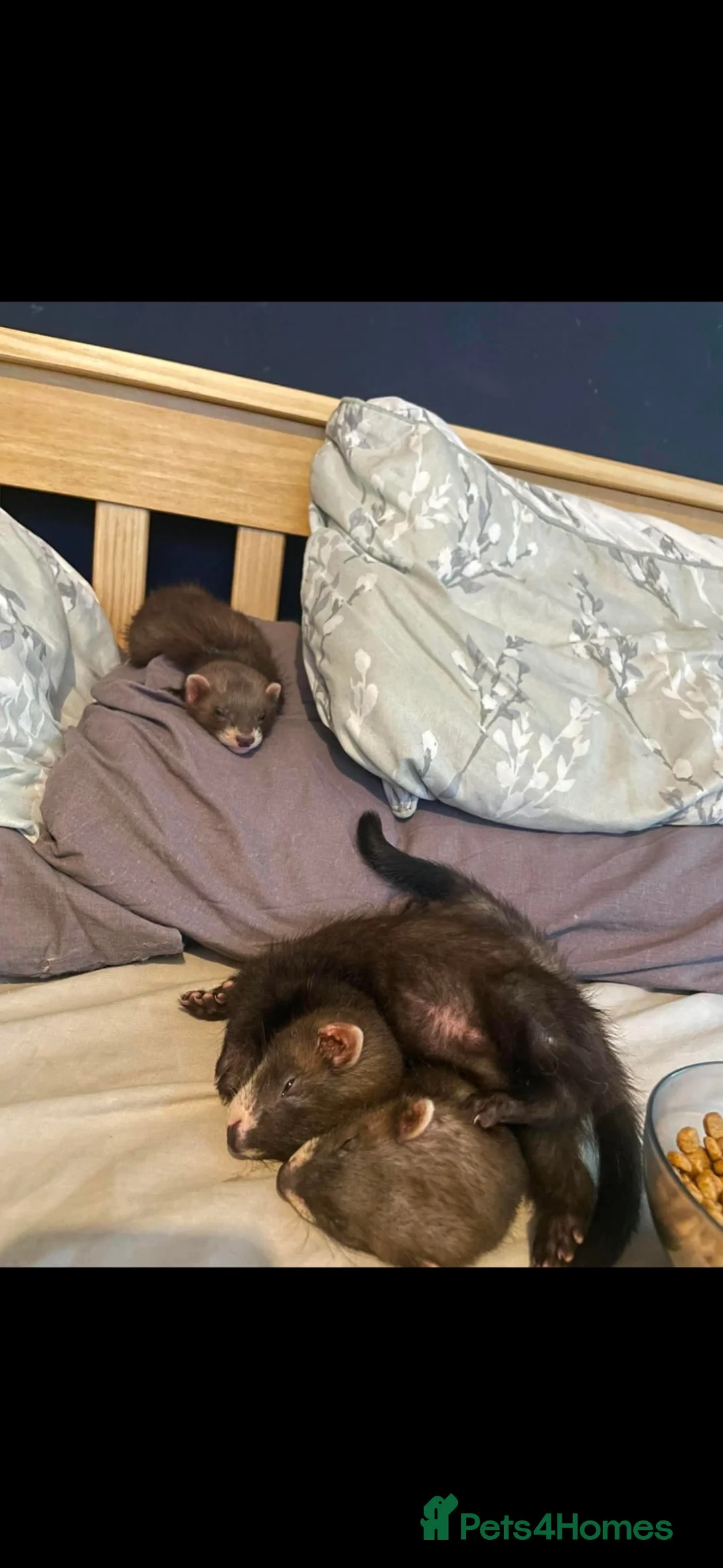 Ferret rodents for sale: 3 boy ferrets for sale. in Bishop Auckland - Advert 3