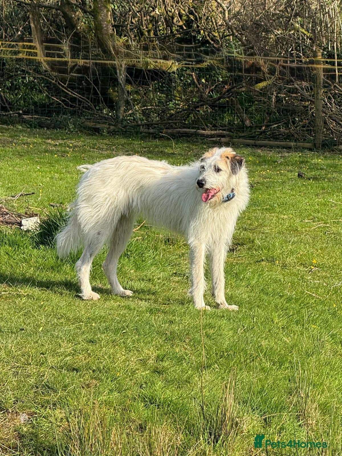 Mixed Breed dogs KALLIE- 18 months, loves dogs/playful/active/rural - Advert 20