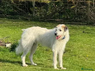Mixed Breed dogs KALLIE- 18 months, loves dogs/playful/active/rural - Advert 20