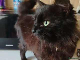 Domestic Shorthair cats Siberian cat - Advert 24