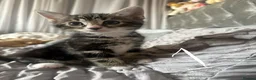 Mixed Breed cats for sale: Beautiful Bengal Cross Kittens - Advert 6