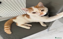 Mixed Breed cats for sale: Mixed breed kitten for sale - Image 2