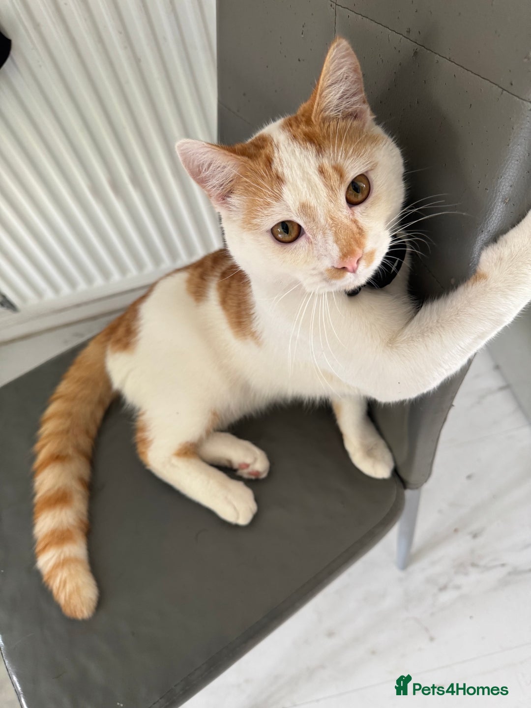 Mixed Breed cats for sale: Mixed breed kitten for sale - Image 2