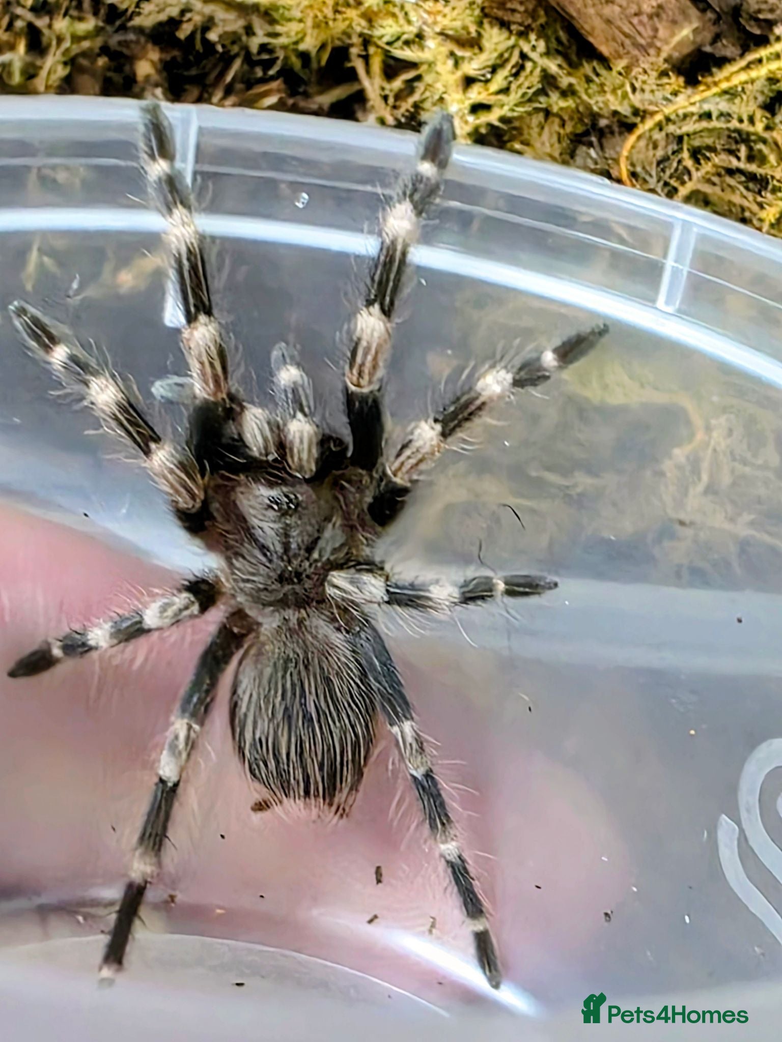 Tarantulas invertebrates Nhandu Chromatus Tarantula - Advert 1