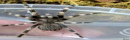 Tarantulas invertebrates for sale: Nhandu Chromatus Tarantula - Advert 1