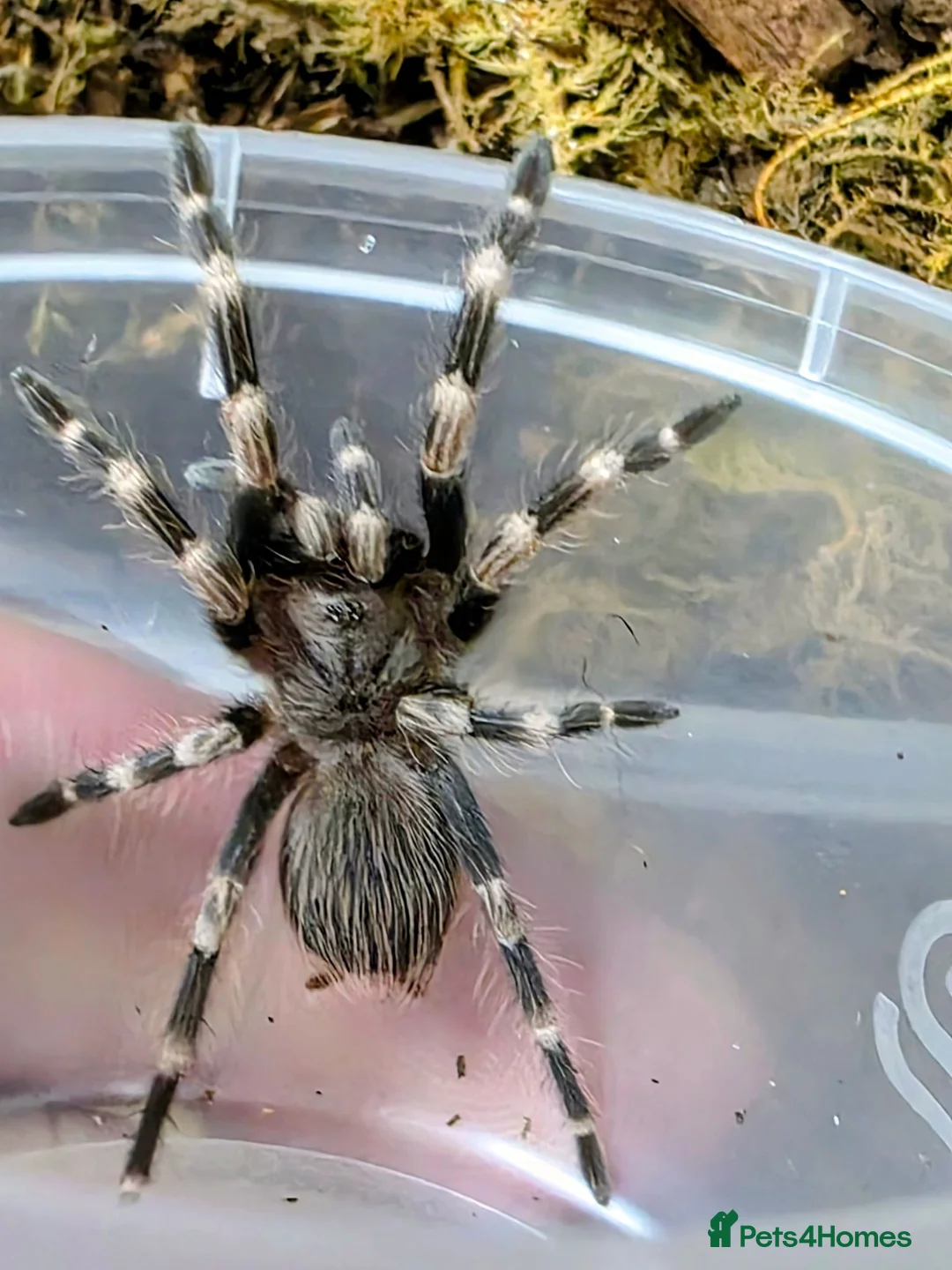 Tarantulas invertebrates for sale: Nhandu Chromatus Tarantula - Advert 1