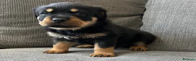 Rottweiler Puppy 4