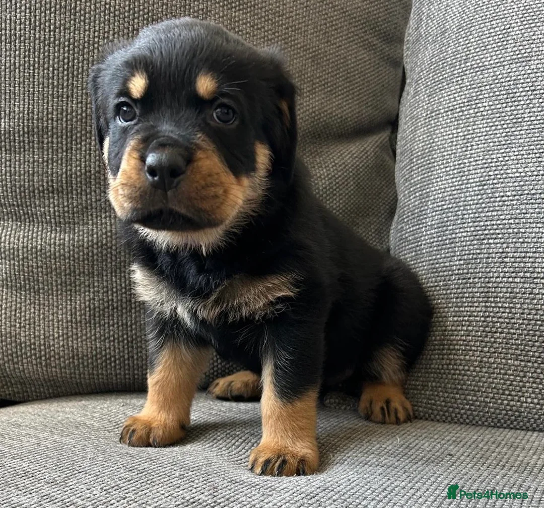 Rottweiler dogs for sale: KC Reg Rottweiler Puppies - Advert 2