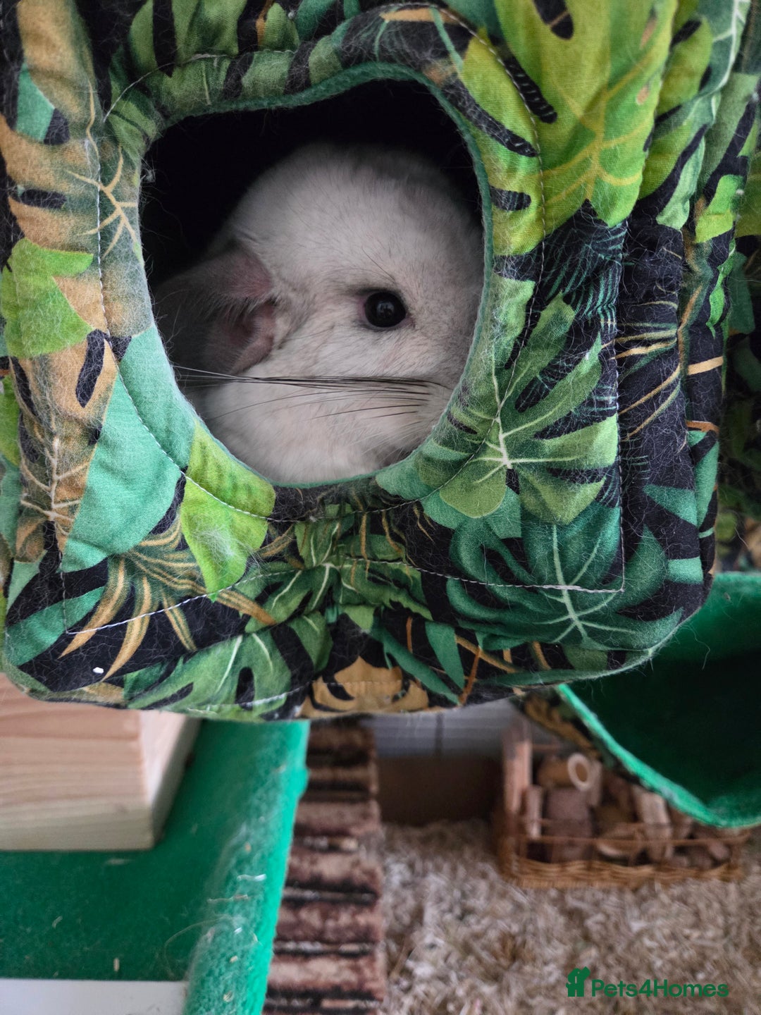 Chinchilla rodents for sale: Two Male Chinchillas with Cage and Set-Up - Advert 8