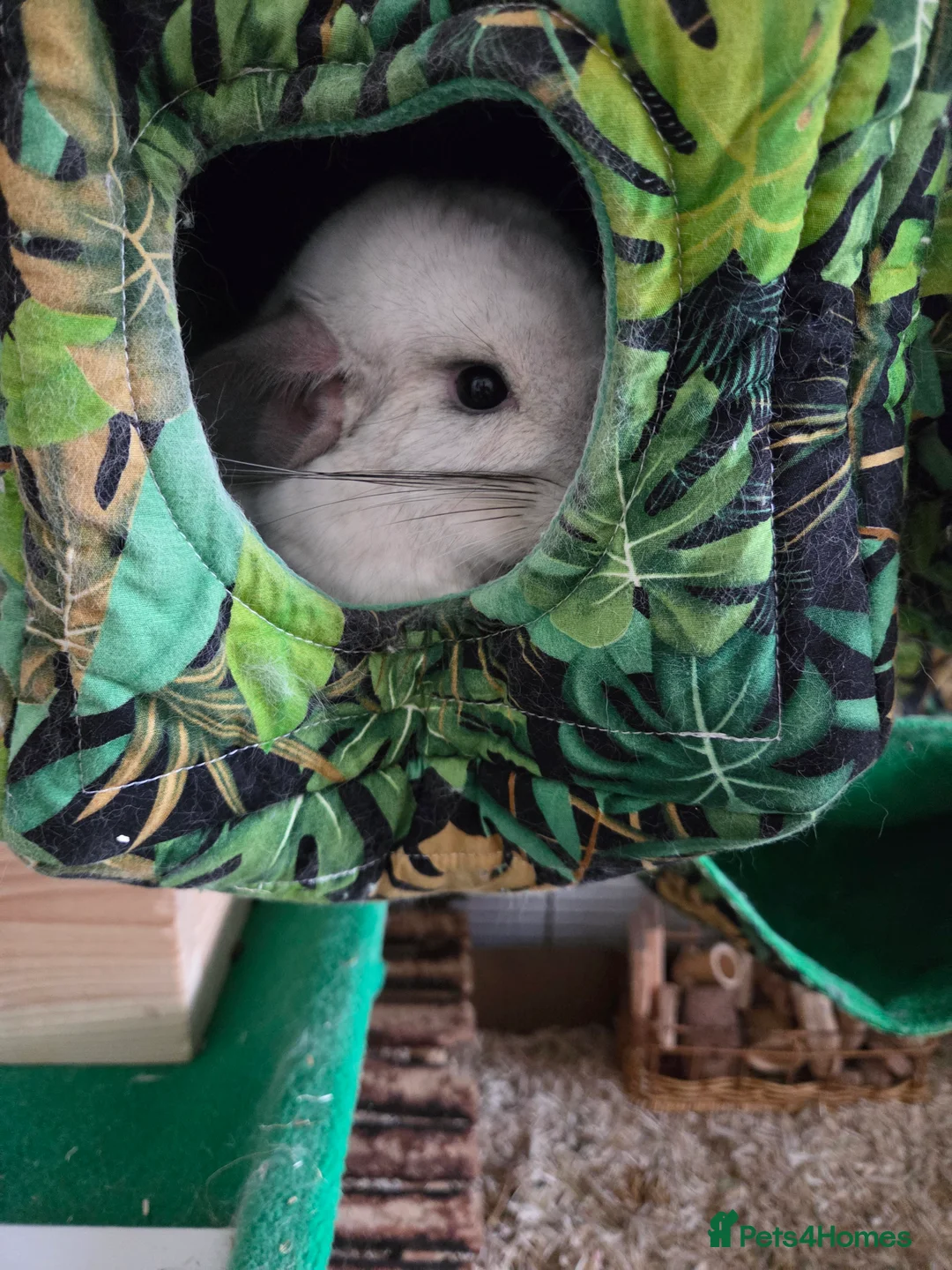Chinchilla rodents for sale: Two Male Chinchillas with Cage and Set-Up - Advert 8