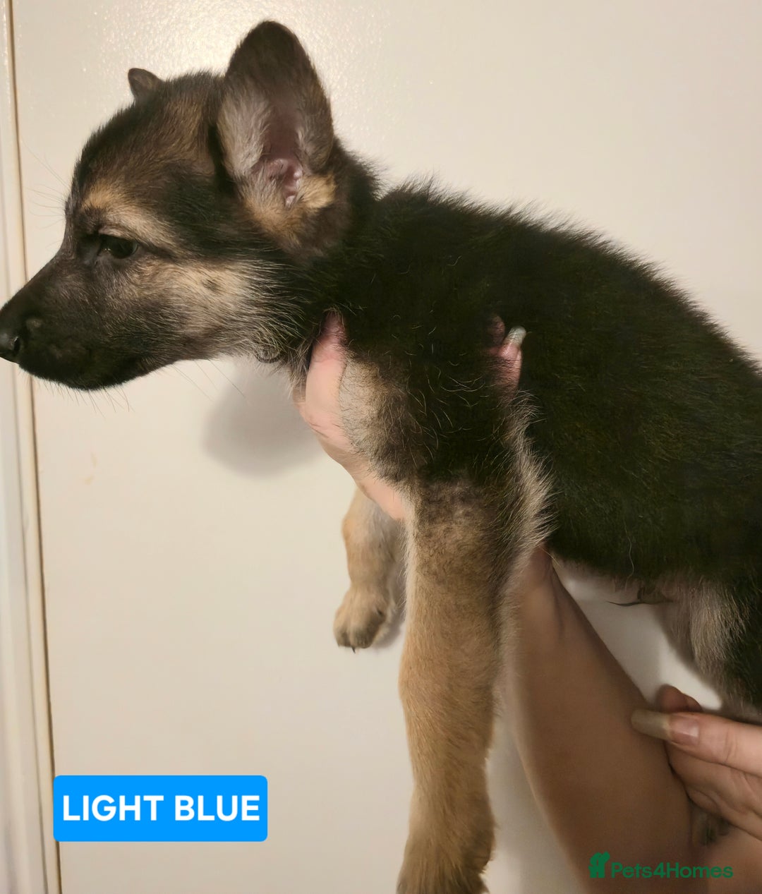 German Shepherd dogs for sale: German Shepherd Puppies - Advert 19