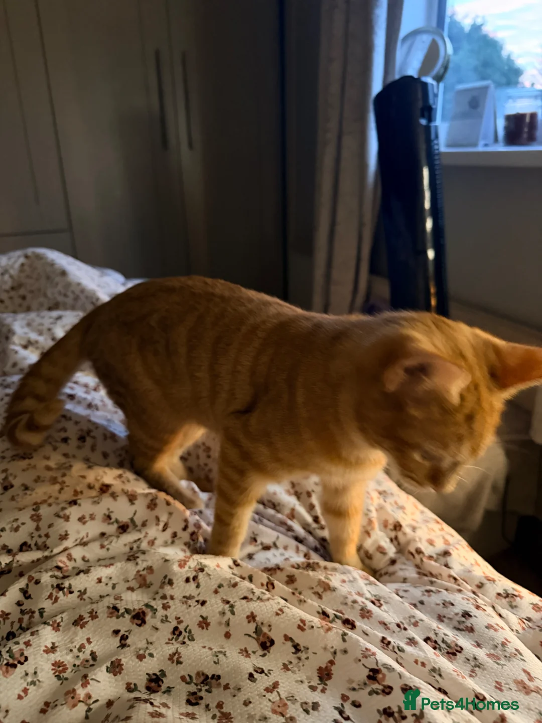 Mixed Breed cats for sale: Expecting- Ginger girl & a full Mainecoon girl - Advert 2