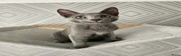Russian Blue cats for sale: GCCF Registered Russian Blue Kittens - Advert 2