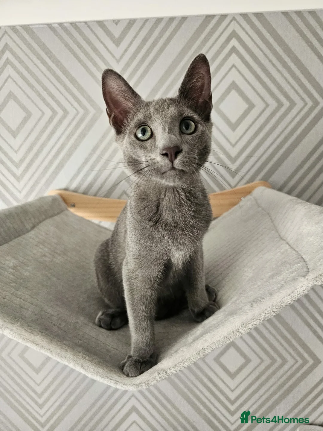 Russian Blue cats for sale: GCCF Registered Russian Blue Kittens - Advert 2