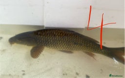 Koi Carp fish for sale: Mixture of Koi  - Image 9