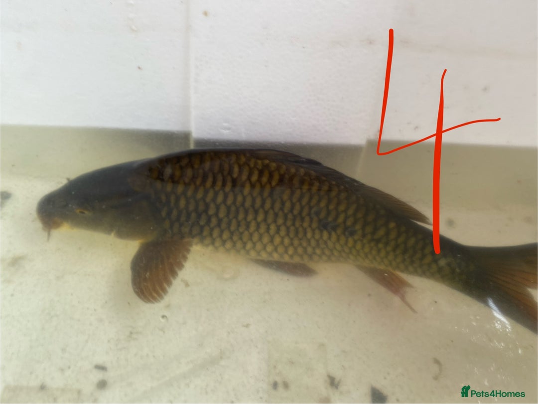 Koi Carp fish for sale: Mixture of Koi  - Image 9