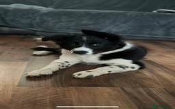 Border Collie dogs for sale: Border collie girl looking for forever home  - Image 2