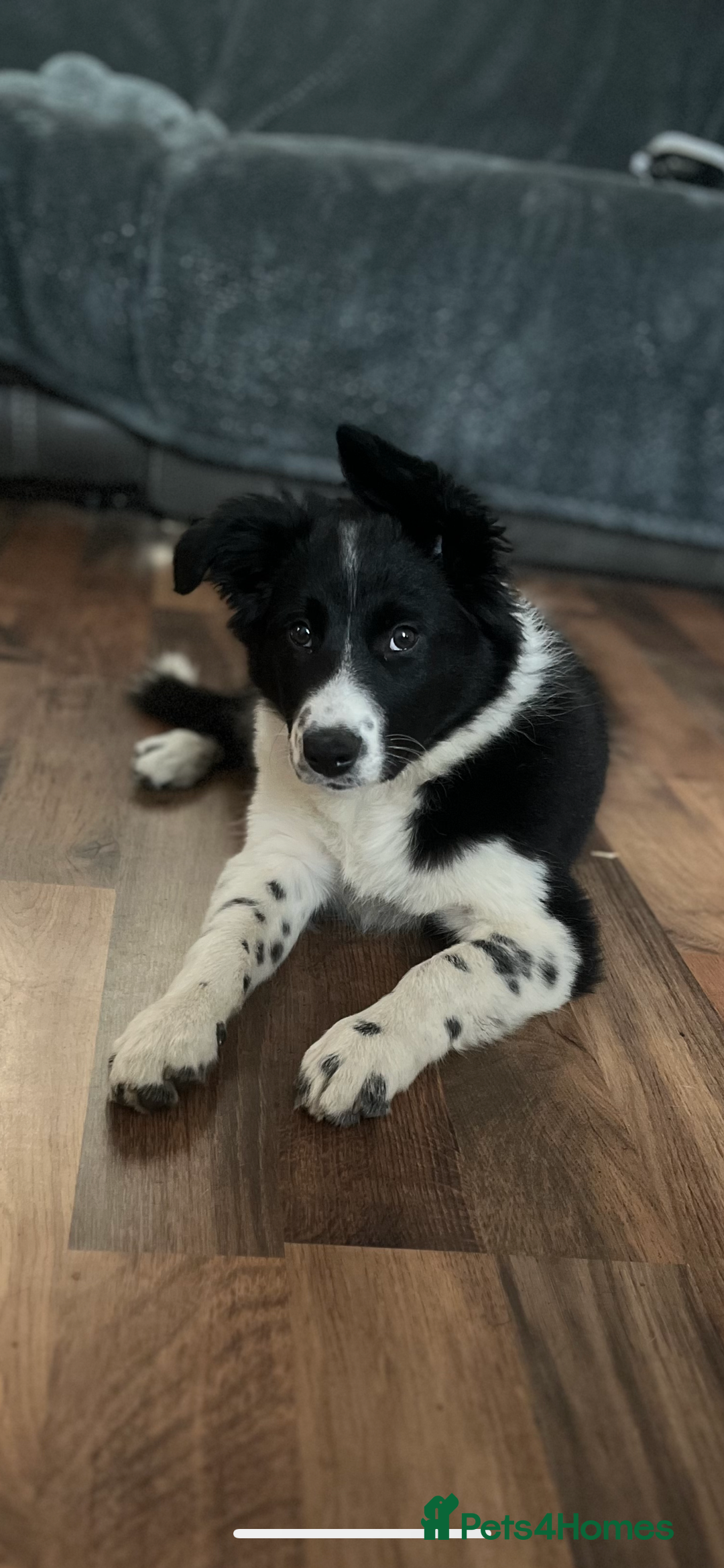 Border Collie dogs for sale: Border collie girl looking for forever home  - Image 2