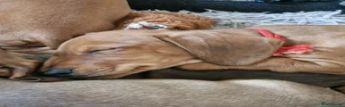 Miniature Dachshund 1