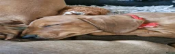 Miniature Dachshund dogs for sale: Stunning litter of Red miniature dachshunds - Advert 12