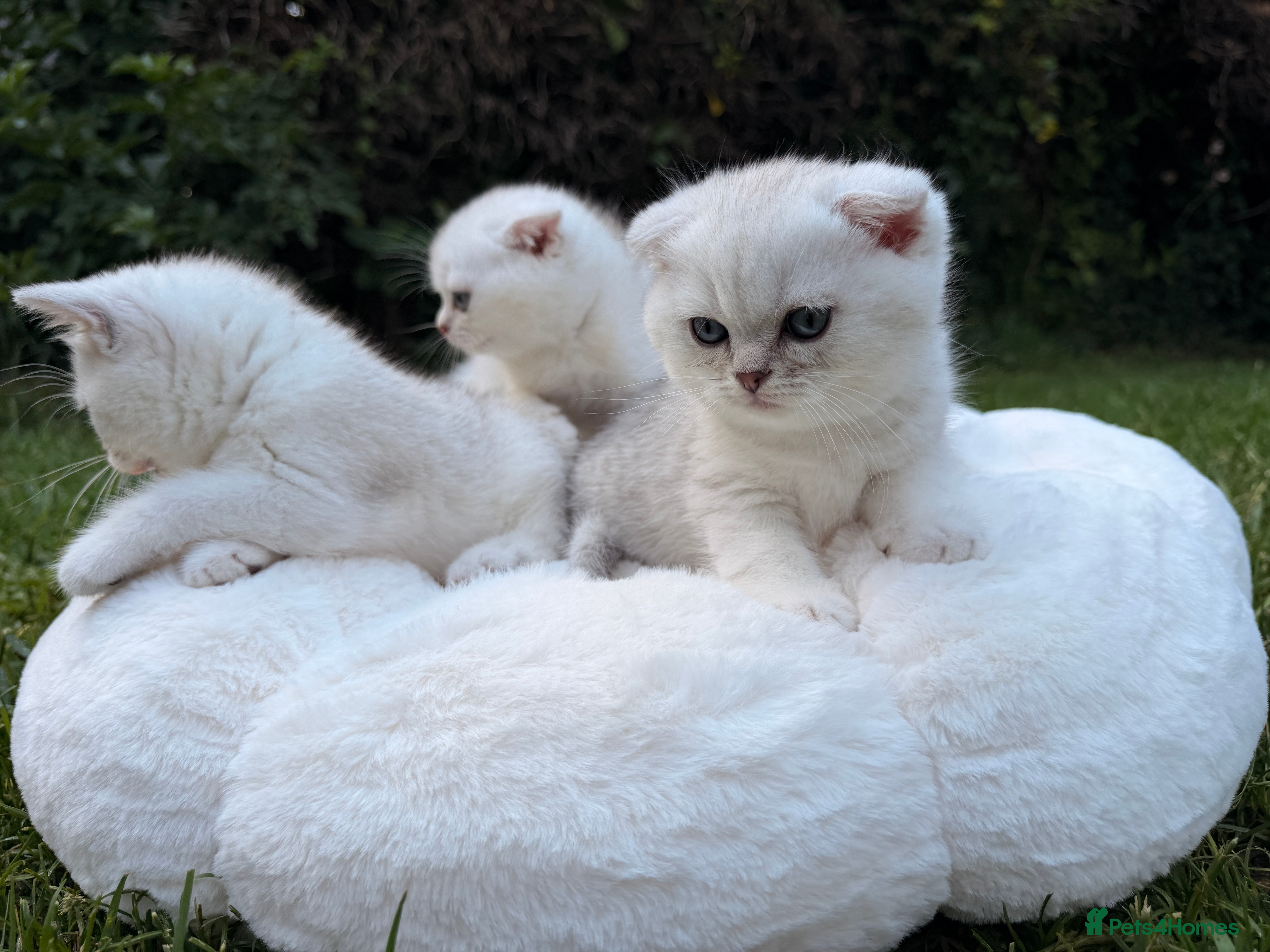 Scottish Fold cats for sale: Rare White Scottish Fold Kittens With Blue Eyes🩵 - Advert 7