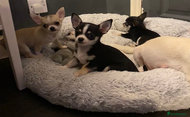 Chihuahua dogs - Advert 16