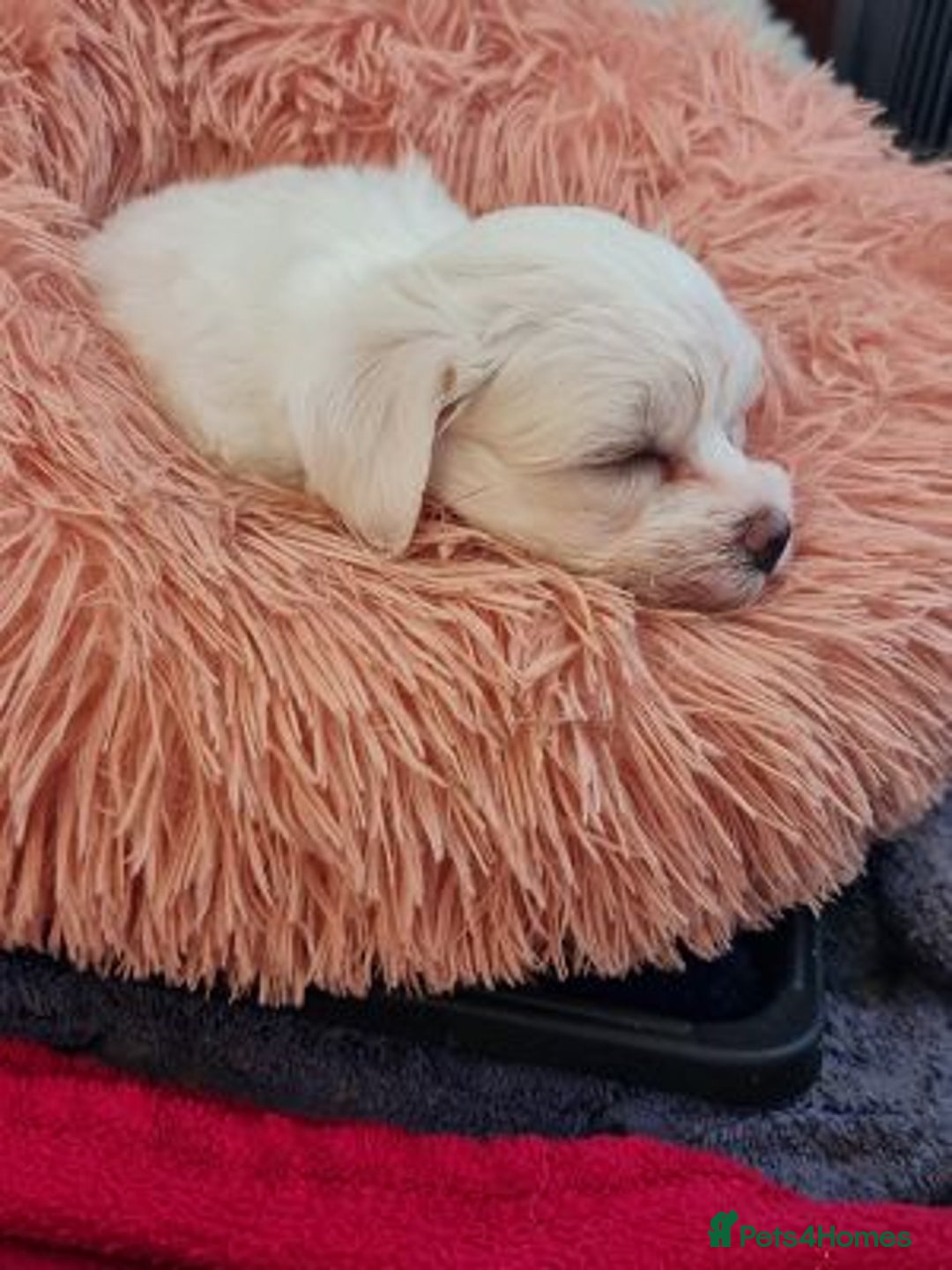 Maltese dogs for sale: Beautiful pure maltese for sale - Advert 3
