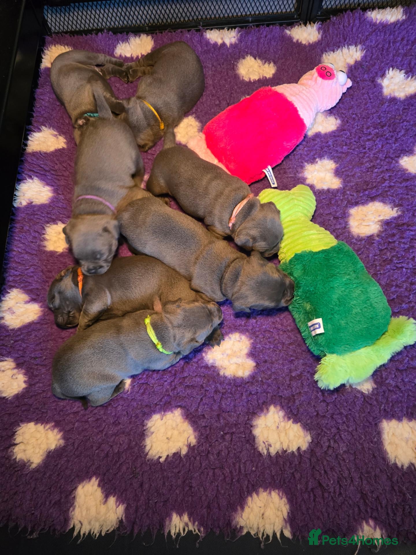 Staffordshire Bull Terrier dogs Blue Staffy Puppies 💓 - Advert 2