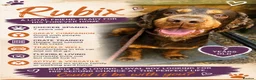 Cocker Spaniel dogs for sale: Cocker spaniel  - Advert 2