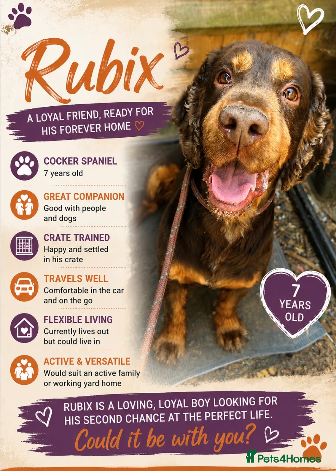 Cocker Spaniel dogs for sale: Cocker spaniel  - Advert 2