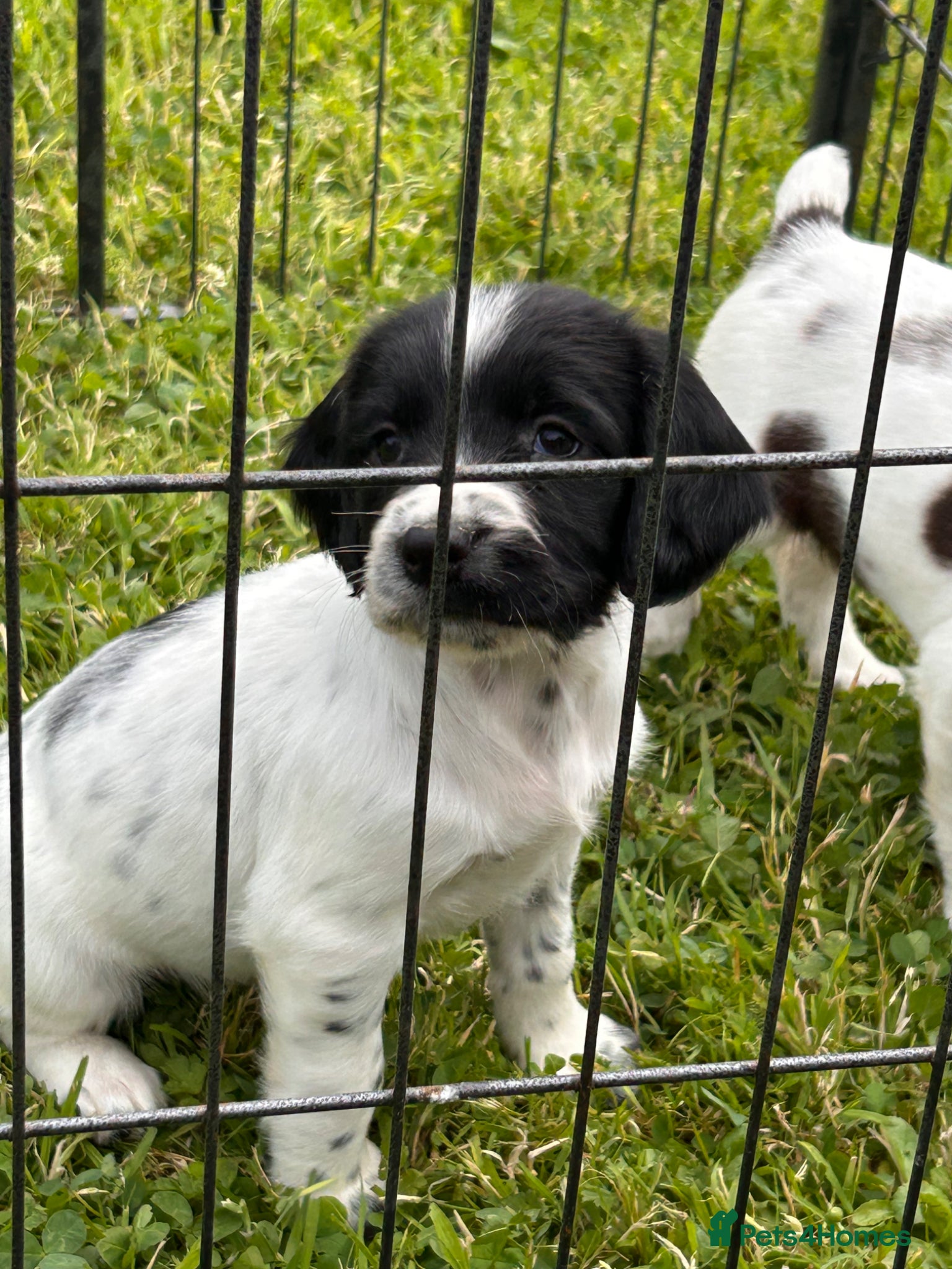 English Springer Spaniel dogs Beautiful English springer spaniel puppies  - Advert 2
