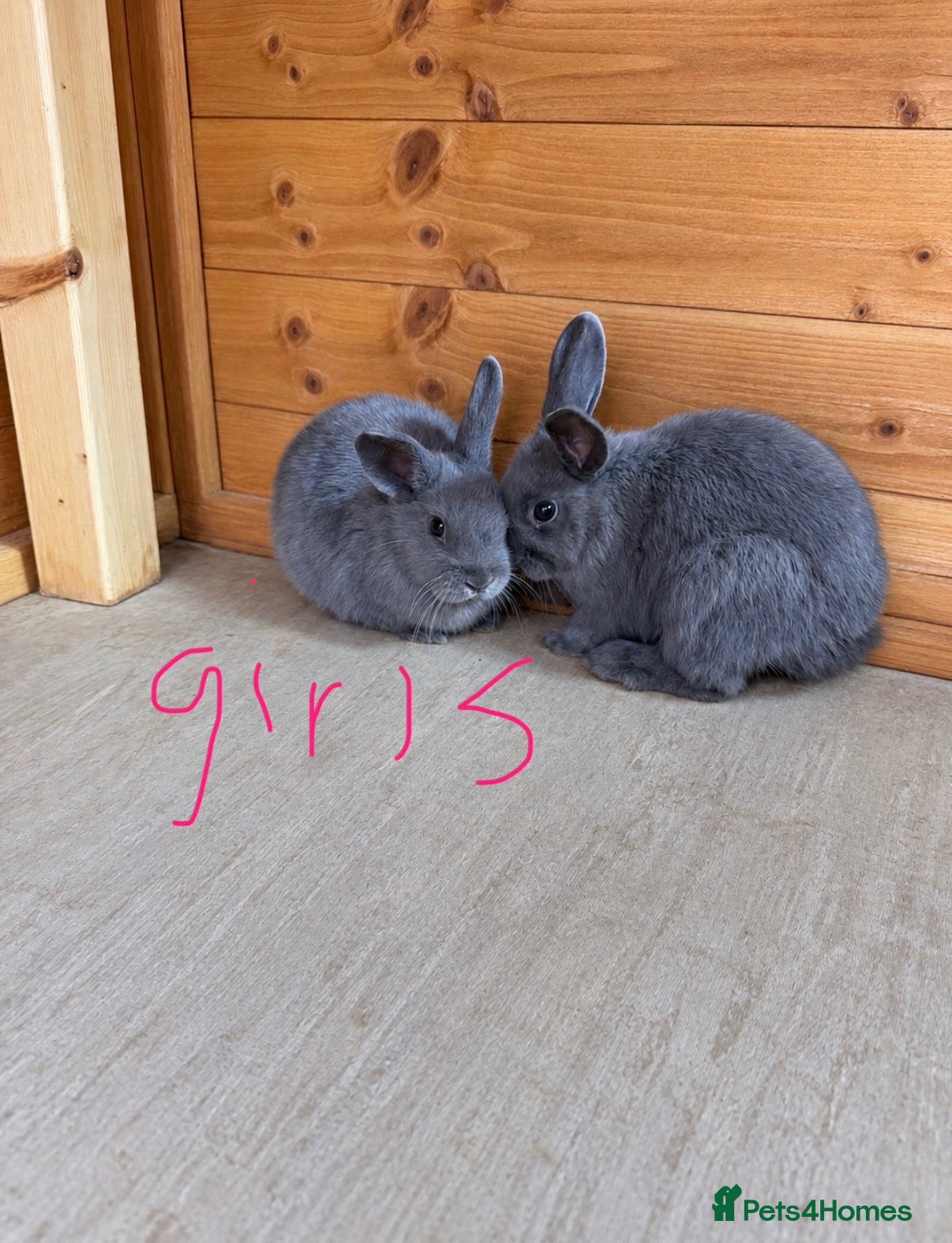 Dwarf Lop rabbits Baby rabbits mixed  - Advert 3