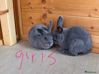 Dwarf Lop rabbits Baby rabbits mixed - Advert 3