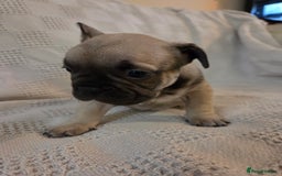 French Bulldog dogs for sale: 4 beautiful French bulldog pups  - Image 10