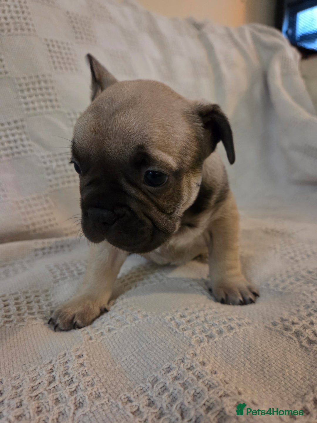 French Bulldog dogs for sale: 4 beautiful French bulldog pups  - Image 10