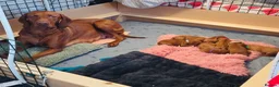 Hungarian Vizsla dogs for sale: Beautiful KC reg Vizsla pups - champion bloodline - Advert 2