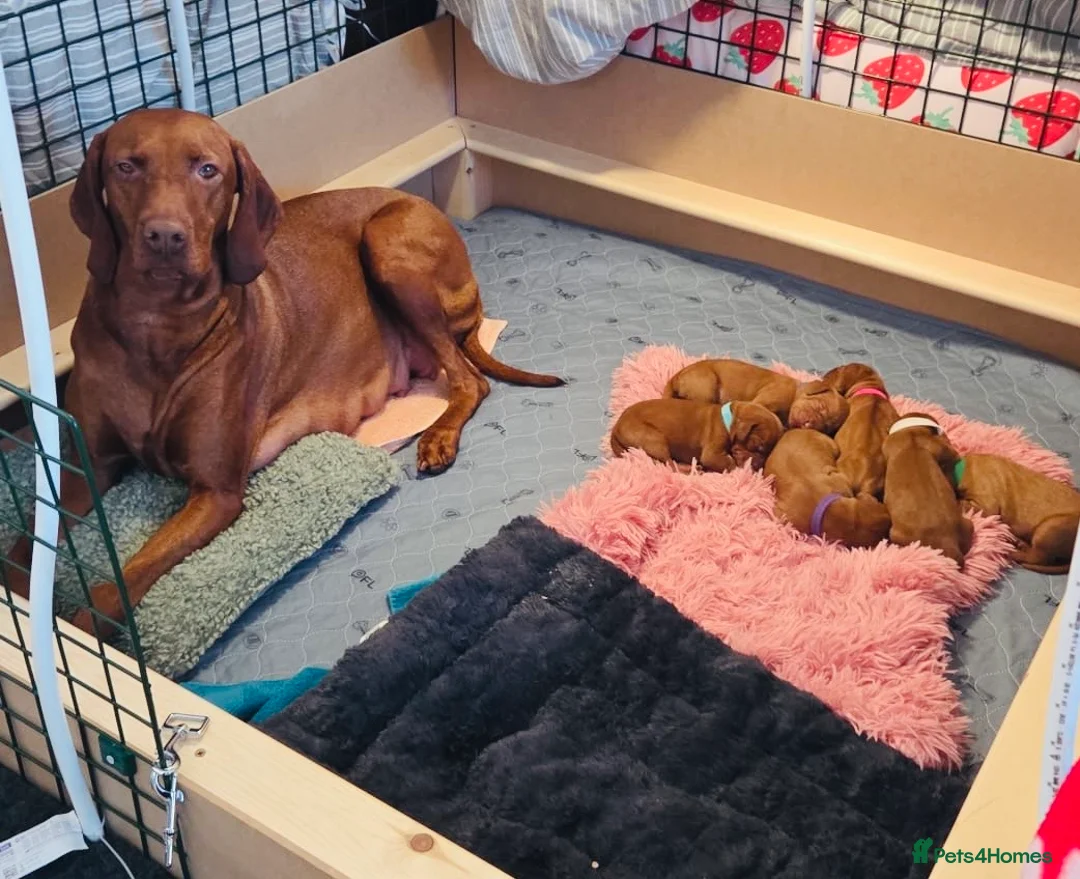 Hungarian Vizsla dogs for sale: Beautiful KC reg Vizsla pups - champion bloodline - Advert 2