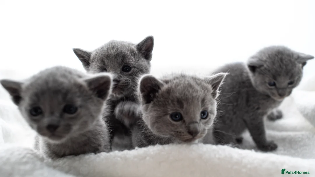 Russian Blue cats for sale: *One Beautiful Russian Blue Male Kitten Left!* - Advert 3