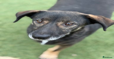 Mixed Breed dogs Cute little Twix needs LoVE - Advert 9