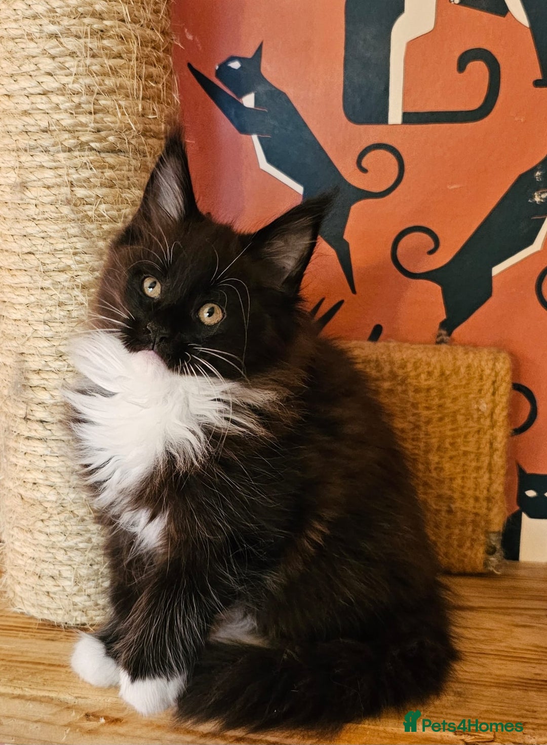 Maine Coon cats for sale: Maine Coons Kittens,  *1 polydactil available* - Advert 18