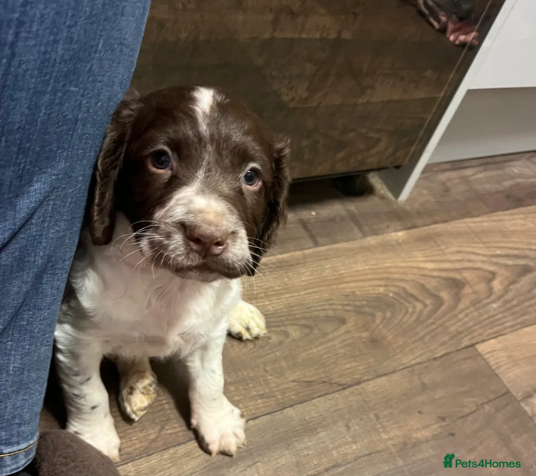 English Springer Spaniel dogs for sale: KC registered Traditional English Springer Spaniel - Advert 8