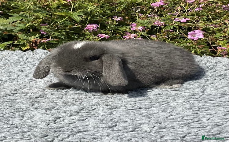 Mini Lop rabbits - Advert 4