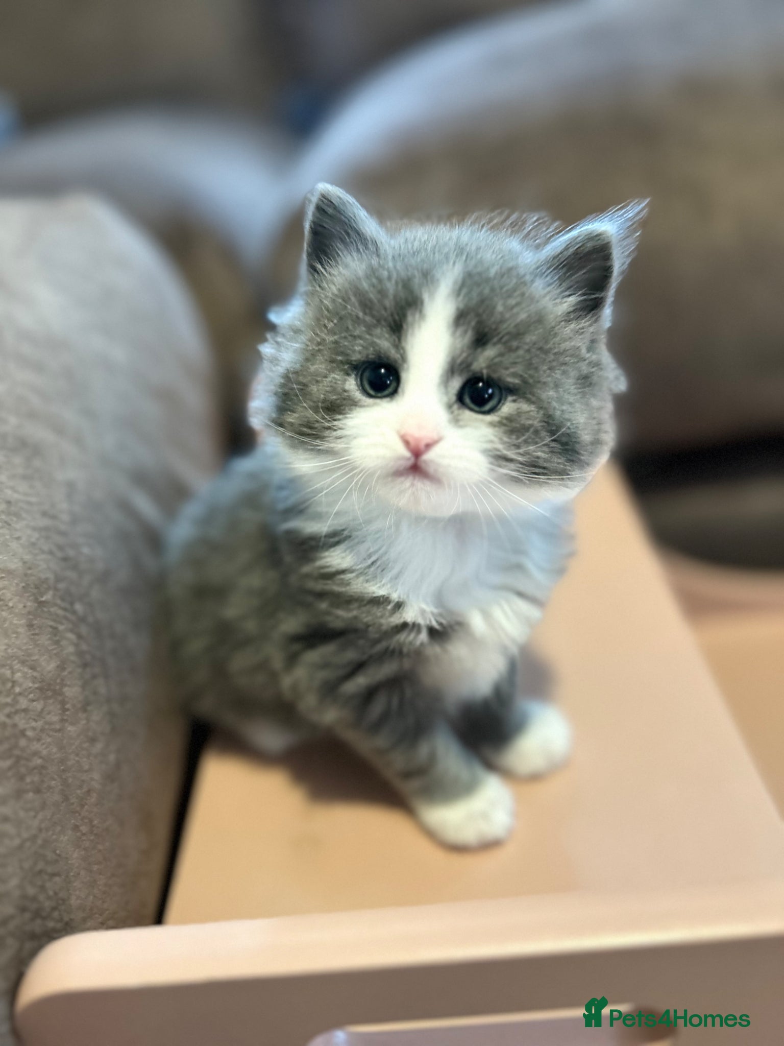 Persian cats Beautiful grey Persian kittens - Advert 2