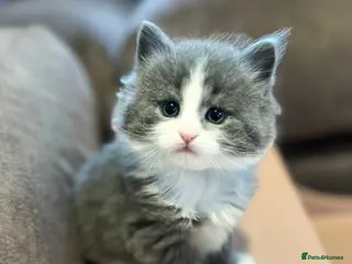 Persian cats Beautiful grey Persian kittens - Advert 2