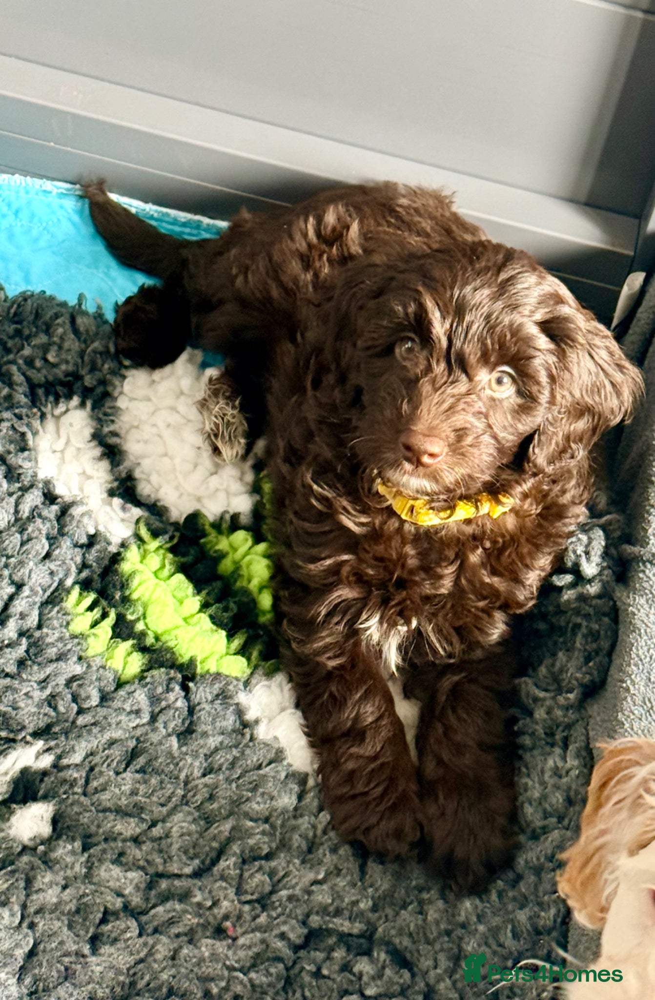 Cavapoo dogs Adorable F1b Cavapoo’s 🏡 health tested parents ♥️ - Advert 2