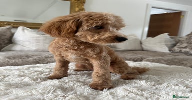 Maltipoo dogs - Advert 3