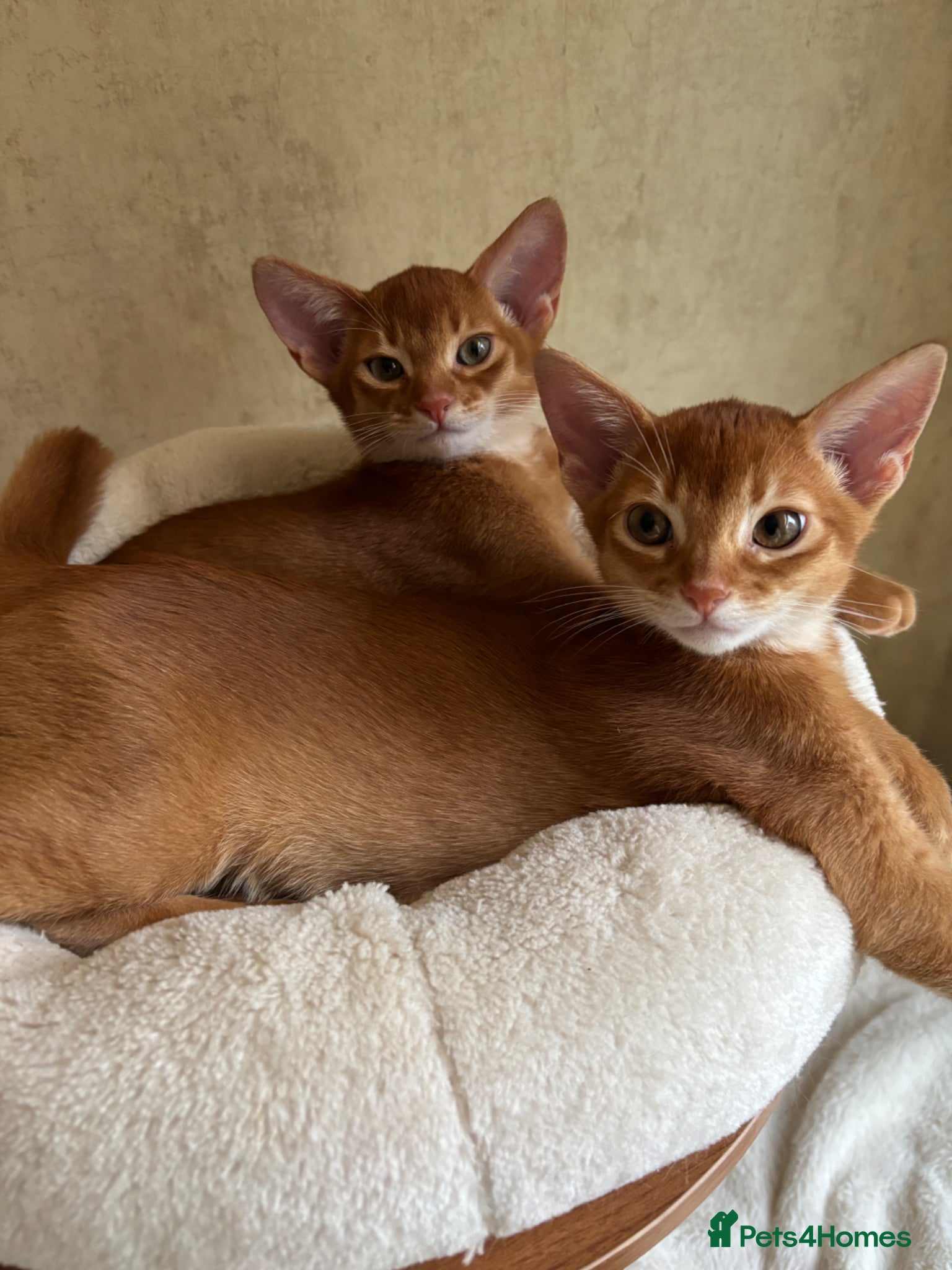 Abyssinian cats Abysinian boy 10 weeks sorel color - Advert 1