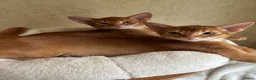 Abyssinian cats for sale: Abysinian boy 10 weeks sorel color - Advert 1