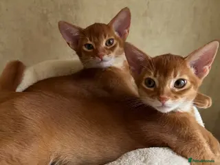 Abyssinian cats Abysinian boy 10 weeks sorel color - Advert 1