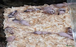Mouse rodents for sale: Baby Fancy Pet Mice , Females available  - Image 15